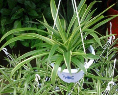 尤森尤氧给您推荐常见的九种除甲醛植物